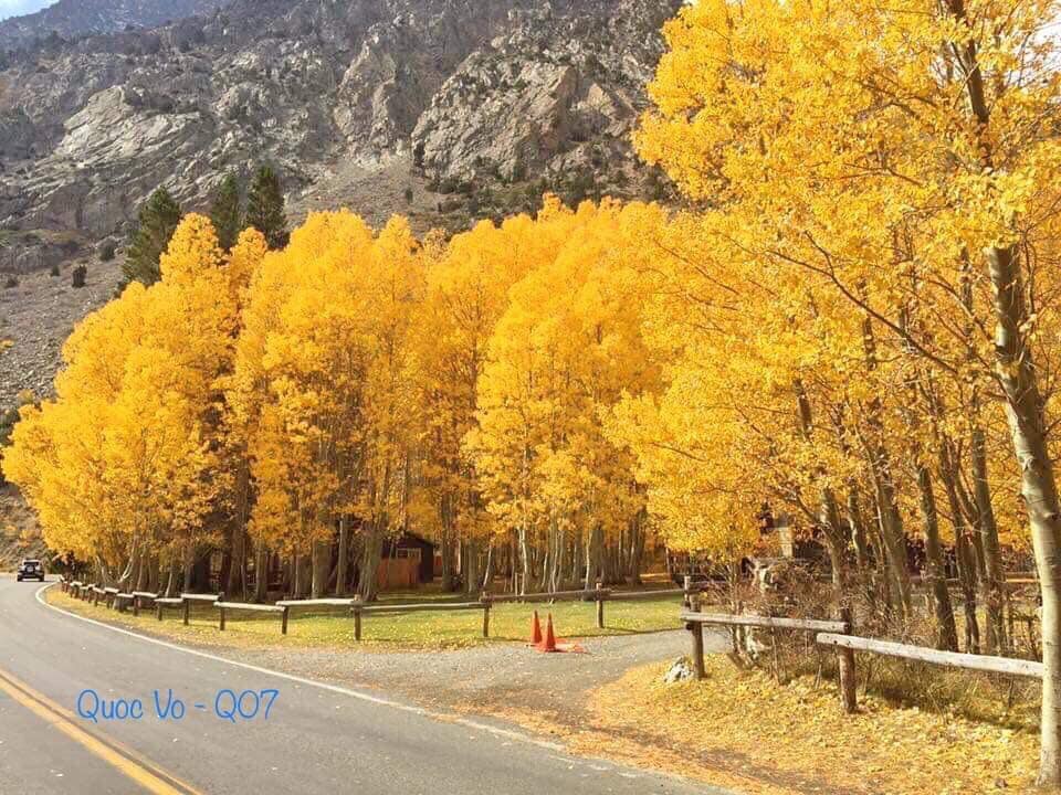 Thu vàng ở cung đường June Lake